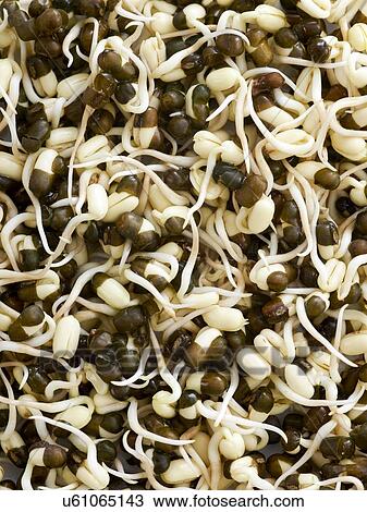 Stock Image - Sprouting black lentils. Fotosearch