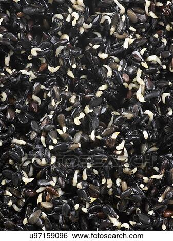 Stock Photograph - Sprouting black sesame seeds. Fotosearch