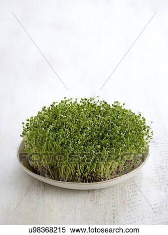 Sprouting broccoli in a dish View Large Photo Image Stock Photography - Sprouting broccoli in a dish. Fotosearch