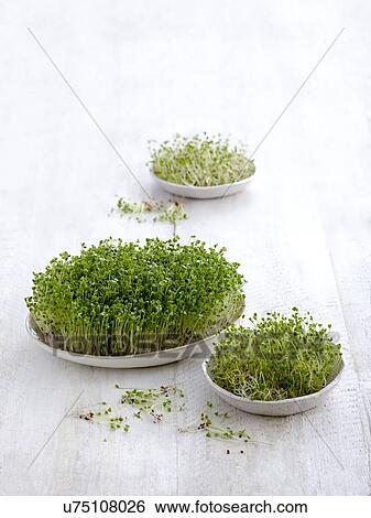 Sprouting broccoli in dishes View Large Photo Image Stock Photograph - Sprouting broccoli in dishes. Fotosearch