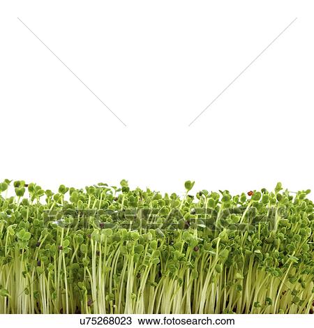 Stock Image - Sprouting broccoli, side view. Fotosearch