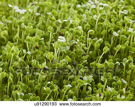 Stock Image - Sprouting broccoli. Fotosearch