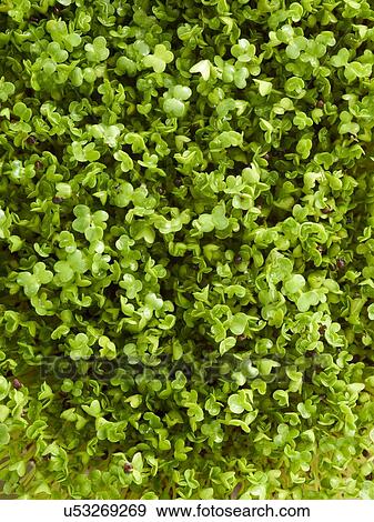 Stock Photo - Sprouting broccoli. Fotosearch