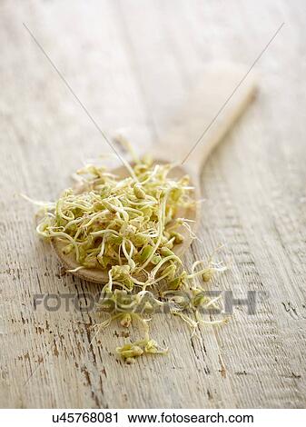 Stock Image - Sprouting buckwheat on a spoon. Fotosearch