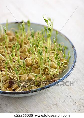 Stock Photography - Sprouting chickpeas in a dish. Fotosearch