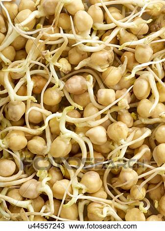 Stock Image - Sprouting chickpeas. Fotosearch