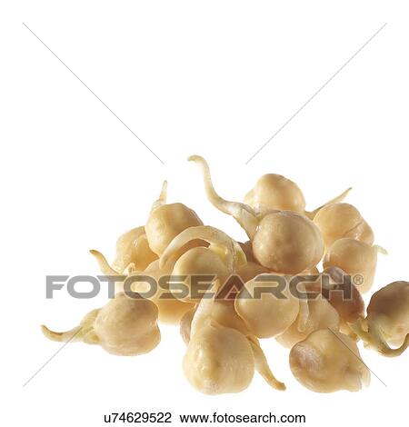 Stock Image - Sprouting chickpeas. Fotosearch
