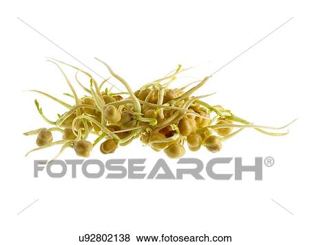 Stock Photo - Sprouting chickpeas. Fotosearch