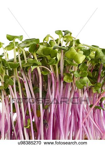 Stock Image - Sprouting chilli cress, side view. Fotosearch