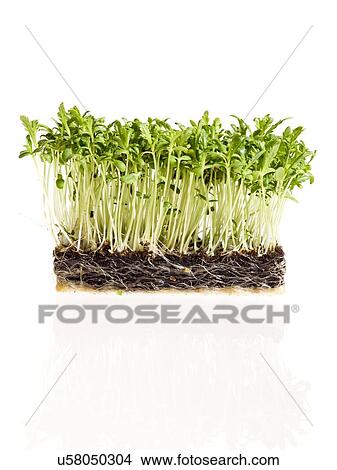 Sprouting chopsuey green View Large Photo Image Picture - Sprouting chopsuey green. Fotosearch