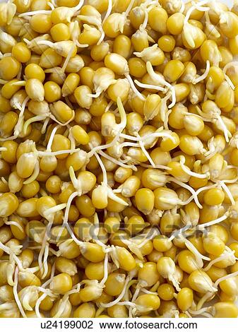 Sprouting corn View Large Photo Image Stock Image - Sprouting corn. Fotosearch