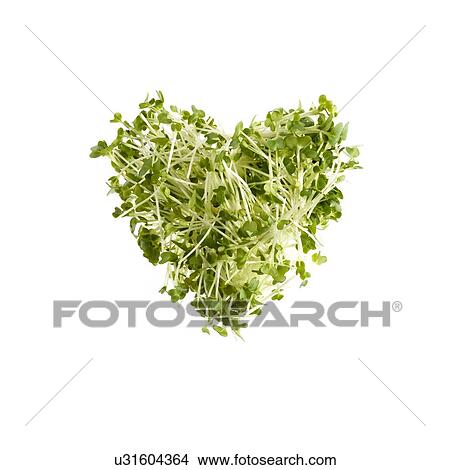 Picture - Sprouting cress, heart shaped. Fotosearch