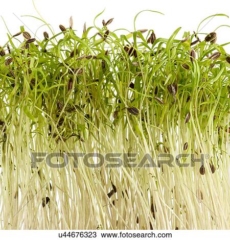Sprouting dill View Large Photo Image Stock Image - Sprouting dill. Fotosearch