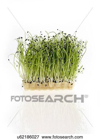 Stock Photo - Sprouting micro leek. Fotosearch