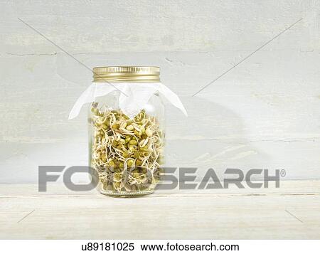 Stock Photography - Sprouting mung beans in a jar. Fotosearch