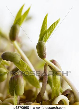 Sprouting mung beans View Large Photo Image Stock Image - Sprouting mung beans. Fotosearch