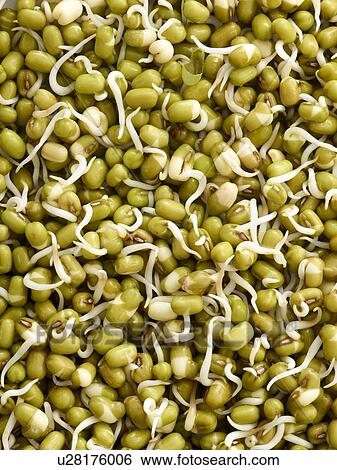 Sprouting mung beans View Large Photo Image Stock Photograph - Sprouting mung beans. Fotosearch