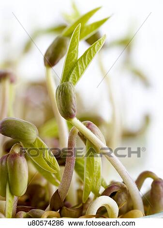 Stock Photograph - Sprouting mung beans. Fotosearch