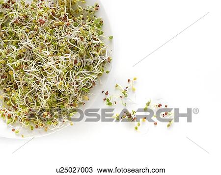 Stock Image - Sprouting mustard seeds in a dish. Fotosearch