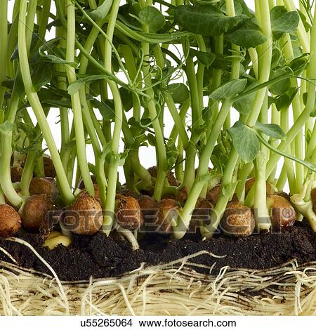 Picture - Sprouting pea plant. Fotosearch