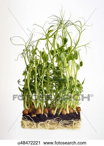 Sprouting pea plant View Large Photo Image Stock Image - Sprouting pea plant. Fotosearch