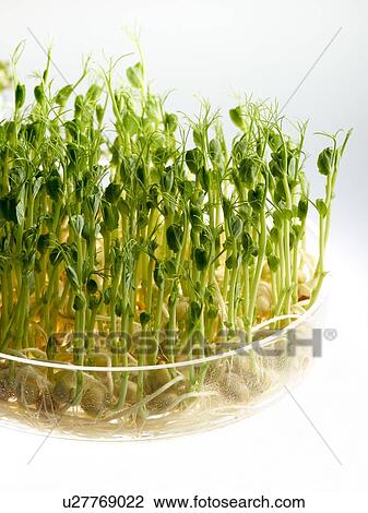 Stock Image - Sprouting peas in a dish. Fotosearch