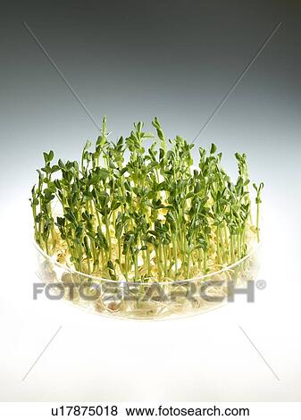 Sprouting peas in a dish View Large Photo Image Stock Photo - Sprouting peas in a dish. Fotosearch