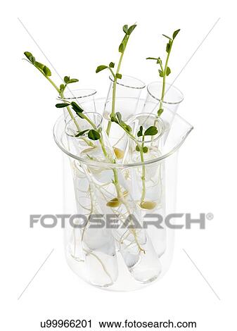 Stock Image - Sprouting peas in test tubes. Fotosearch