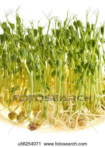 Sprouting peas View Large Photo Image Stock Image - Sprouting peas. Fotosearch