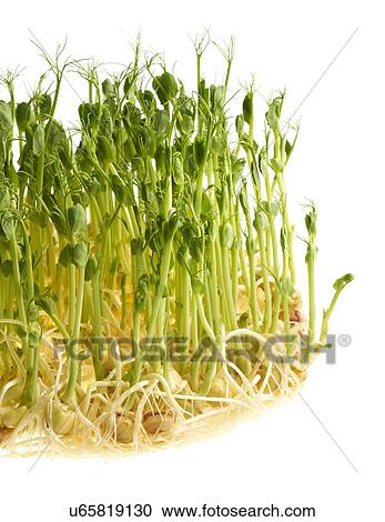Stock Image - Sprouting peas. Fotosearch