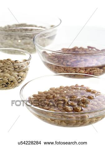 Picture - Sprouting pulses soaking in water. Fotosearch