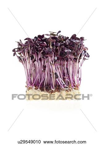 Sprouting purple cress View Large Photo Image Stock Image - Sprouting purple cress. Fotosearch