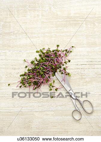 Sprouting rose radish and scissors View Large Photo Image Stock Image - Sprouting rose radish and scissors. Fotosearch