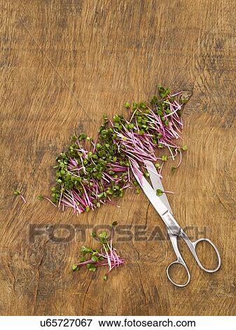 Stock Photo - Sprouting rose radish and scissors. Fotosearch