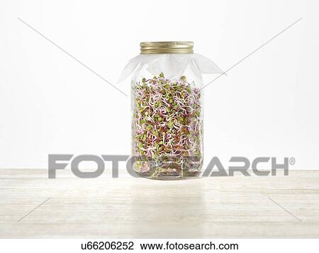 Stock Image - Sprouting rose radish in a jar. Fotosearch