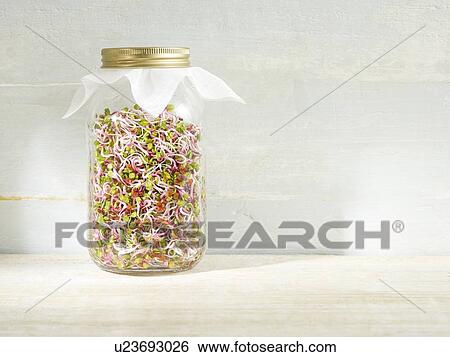 Stock Photograph - Sprouting rose radish in a jar. Fotosearch