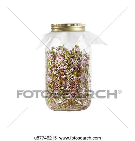 Stock Photography - Sprouting rose radish in a jar. Fotosearch