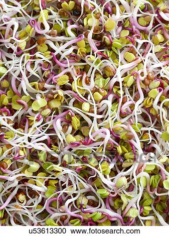 Stock Image - Sprouting rose radish. Fotosearch