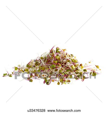 Stock Photo - Sprouting rose radish. Fotosearch