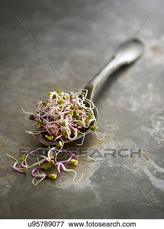 Stock Photo - Sprouting rose radish. Fotosearch