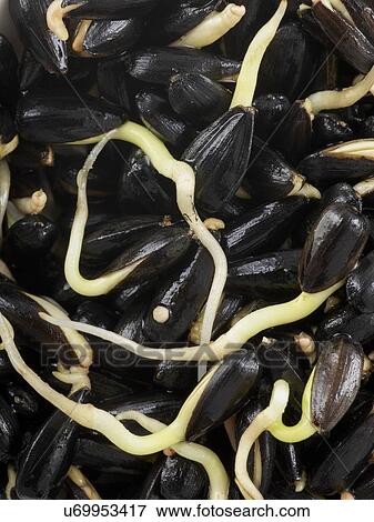 Stock Photo - Sprouting sunflower seeds. Fotosearch