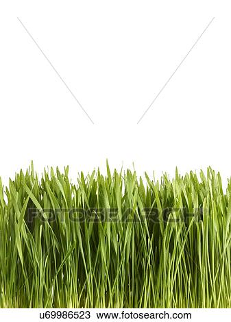 Stock Image - Sprouting wheatgrass, side view. Fotosearch
