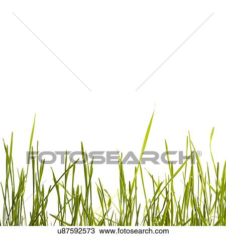 Sprouting wheatgrass View Large Photo Image Stock Image - Sprouting wheatgrass. Fotosearch
