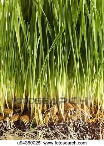 Stock Photography - Sprouting wheatgrass. Fotosearch