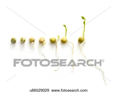 The seven day growth cycle of a sprouting pea View Large Photo Image Stock Photo - The seven day growth cycle of a sprouting pea. Fotosearch