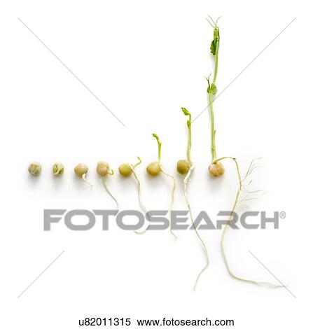 Stock Photography - The seven day growth cycle of a sprouting pea. Fotosearch
