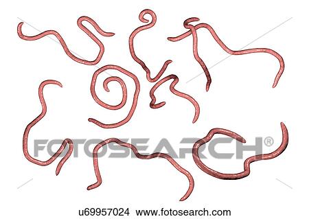 Picture - Threadworms, illustration. Fotosearch
