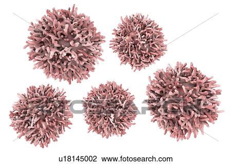 Thyroid cancer cells, illustration View Large Photo Image Stock Image - Thyroid cancer cells, illustration. Fotosearch