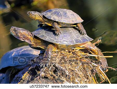 Stock Photo - Turtles. Fotosearch