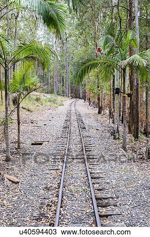 Australia, New South Wales, Railroad track in palm forest View Large Photo Image Stock Image - Australia, New South Wales, Railroad track in palm forest. Fotosearch